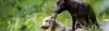 Center for Biological Diversity