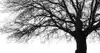 Louisa Williams, ND | Holistic Healthcare | Austin, TX
