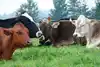 Northeast Organic Dairy Producers Alliance