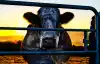 COWSPIRACY: The Sustainability Secret