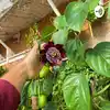 Nick’s Permaculture Podcast