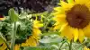 Grow Abundant Gardens
