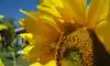 Queen of the Sun: What Are the Bees Telling Us?