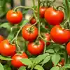Beyond The Garden Basics