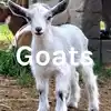 Goats