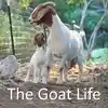 The Goat Life Podcast