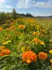 Organic Seed Alliance - Putting the power of seed into the hands of growers