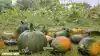 Veganic Agriculture Network