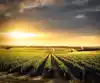 Children of the Vine - A film by Brian Lilla