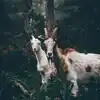 Billy goats galore